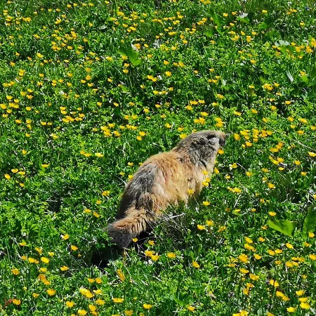 Jardin D'angele D'hotes 3*