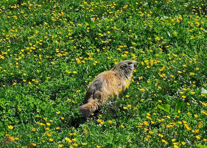 Jardin D'angele D'hotes 3*